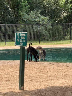 Dog Park at Bush Hill Farm photo 1